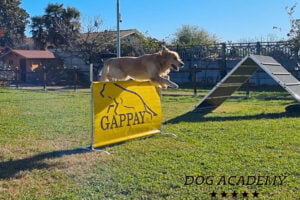 CAE1 Corso di Addestramento Elementare 1