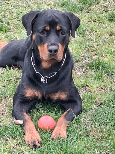 addestramento cani milano 7 media thumbnail 0